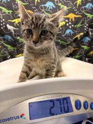 Shelter Stray Male Cat last seen Near BLOCK TAYLOR ST, RIVERSIDE CA 92503, 6851 Van Buren Boulevard, Jurupa Valley, CA 92509, USA