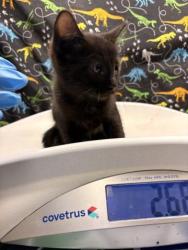 Shelter Stray Male Cat last seen Near BLOCK TAYLOR ST, RIVERSIDE CA 92503, 6851 Van Buren Boulevard, Jurupa Valley, CA 92509, USA
