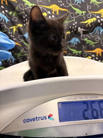 Shelter Stray Male Cat last seen Near BLOCK TAYLOR ST, RIVERSIDE CA 92503, 6851 Van Buren Boulevard, Jurupa Valley, CA 92509, USA