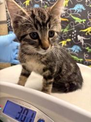 Shelter Stray Male Cat last seen Near BLOCK TAYLOR ST, RIVERSIDE CA 92503, 6851 Van Buren Boulevard, Jurupa Valley, CA 92509, USA