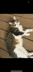 Reunited Male Cat last seen On 114th PL. By Hamlin and near Central Park, Chicago, IL 60655