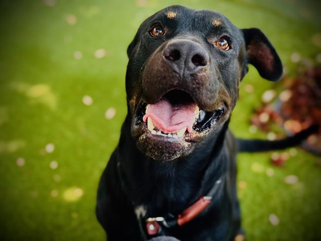 Shelter Stray Male Dog last seen , 2769 Conroy Rd, Orlando, FL 32839, USA