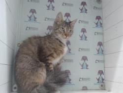 Shelter Stray Female Cat last seen , 2769 Conroy Rd, Orlando, FL 32839, USA
