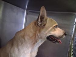 Shelter Stray Male Dog last seen , 1850 W 60th St, Los Angeles, CA 90047, USA