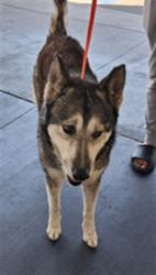 Shelter Stray Female Dog last seen , 1850 W 60th St, Los Angeles, CA 90047, USA