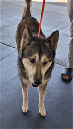 Shelter Stray Female Dog last seen , 1850 W 60th St, Los Angeles, CA 90047, USA