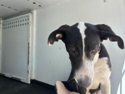 Shelter Stray Female Dog last seen Near BLK CHESTER LN, BAKERSFIELD, CA, 201 S Mt Vernon Ave, Bakersfield, CA 93307, USA
