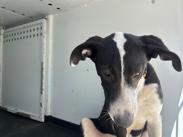 Shelter Stray Female Dog last seen Near BLK CHESTER LN, BAKERSFIELD, CA, 201 S Mt Vernon Ave, Bakersfield, CA 93307, USA