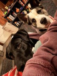 Reunited Female Dog last seen Near needs drive 29605, Greenville, SC 29605