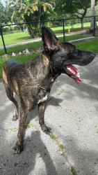 Reunited Male Dog last seen Near the warehouses, Hialeah, FL 33013