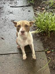 Found/Stray Female Dog last seen W Houstonville Rd, Hamptonville NC, Hamptonville, NC 27020