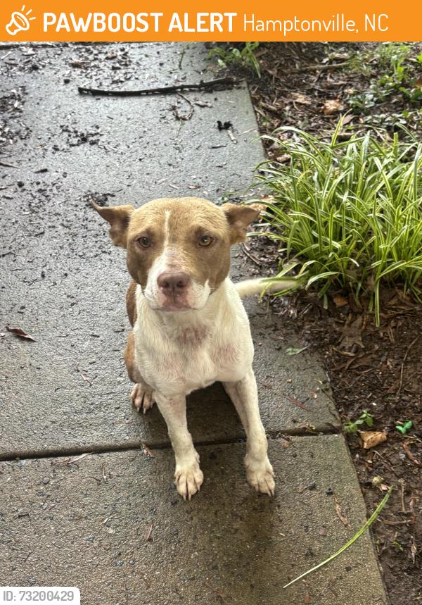Found/Stray Female Dog last seen W Houstonville Rd, Hamptonville NC, Hamptonville, NC 27020
