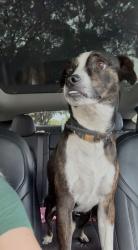 Reunited Male Dog last seen broadway & 43rd, West Palm Beach, FL 33407