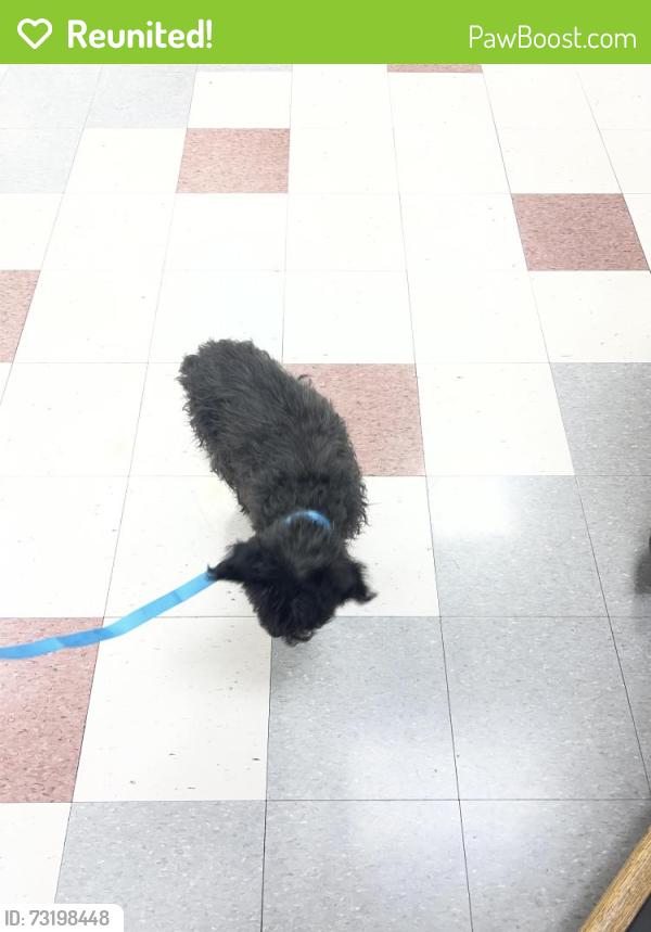 Reunited Female Dog last seen Cummings Elementary school, Keizer, OR 97303