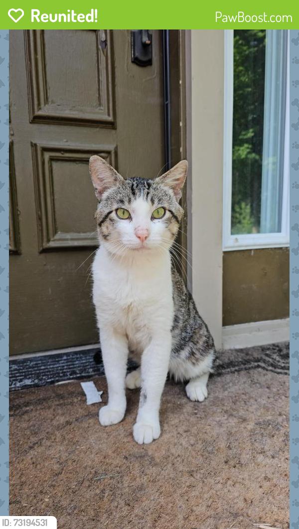 Reunited Male Cat last seen Meridian and Gen Rich Drive in Rockford, Rockford, IL 61102