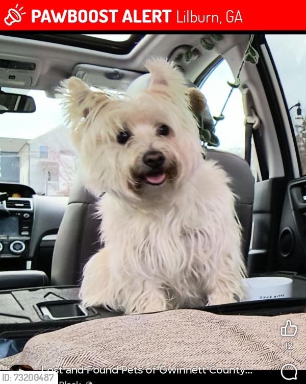 Lost Female Dog last seen Pleasant Hill Road and Burns and Beaver Ruin, Lilburn, GA 30047