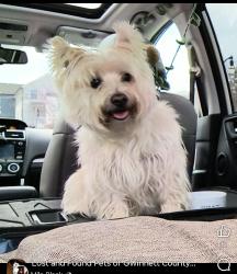 Lost Female Dog last seen Pleasant Hill Road and Burns and Beaver Ruin, Lilburn, GA 30047