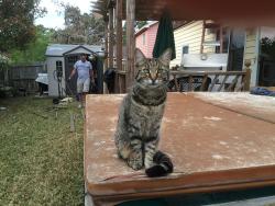 Lost Male Cat last seen Ashley dr, Myrtle Beach, SC 29588