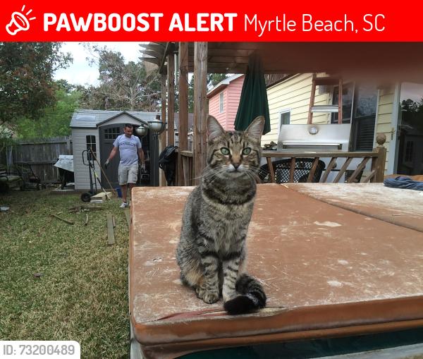 Lost Male Cat last seen Ashley dr, Myrtle Beach, SC 29588