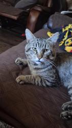 Lost Male Cat last seen 55th ave, Scranton st, Denver, CO 80239