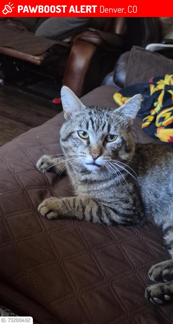Lost Male Cat last seen 55th ave, Scranton st, Denver, CO 80239