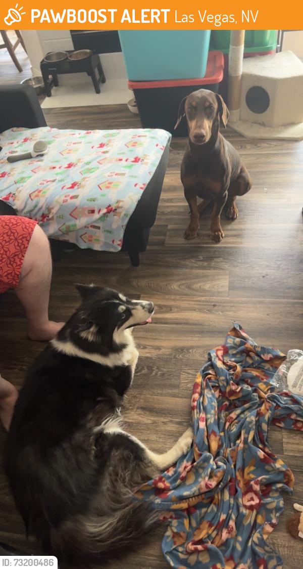 Found/Stray Female Dog last seen Torrey Pines/ Flamingo, Las Vegas, NV 89103