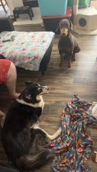 Found/Stray Female Dog last seen Torrey Pines/ Flamingo, Las Vegas, NV 89103