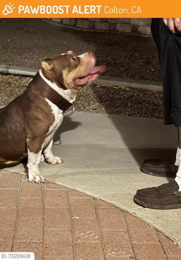 Found/Stray Male Dog last seen 4th and L street in Colton, Colton, CA 92324