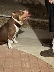 Found/Stray Male Dog last seen 4th and L street in Colton, Colton, CA 92324