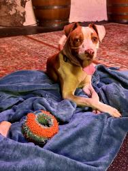 Found/Stray Male Dog last seen Camel city bbq factory, Winston-Salem, NC 27101