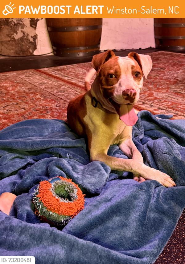Found/Stray Male Dog last seen Camel city bbq factory, Winston-Salem, NC 27101