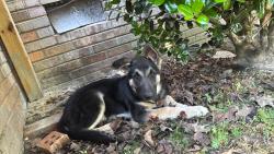 Lost Male Dog last seen Near miller RD, Hillsborough, NC 27278
