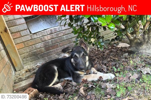 Lost Male Dog last seen Near miller RD, Hillsborough, NC 27278