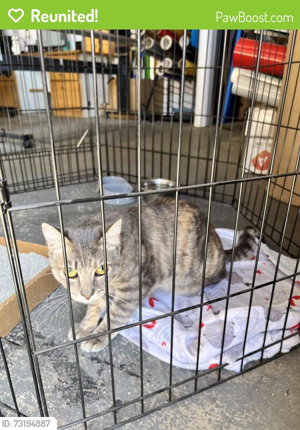 Reunited Female Cat last seen Gothard Street and Ellis Ave. Near SeaBreeze Church, Huntington Beach, CA 92648