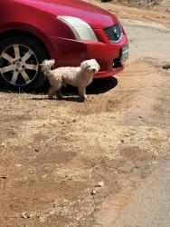 Found/Stray Unknown Dog last seen 10th Avenue crossing, Escondido, CA 92025