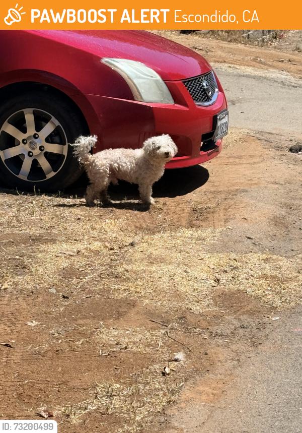 Found/Stray Unknown Dog last seen 10th Avenue crossing, Escondido, CA 92025