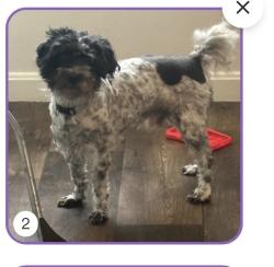 Lost Male Dog last seen Near Savannah place, Washington, DC 20032
