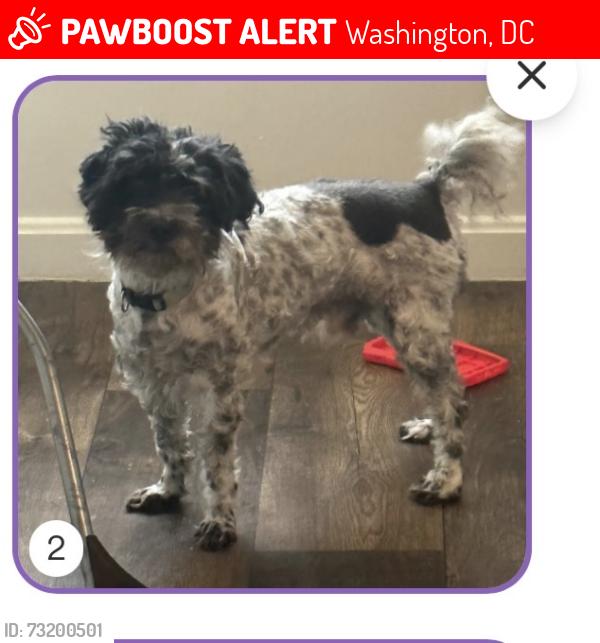 Lost Male Dog last seen Near Savannah place, Washington, DC 20032