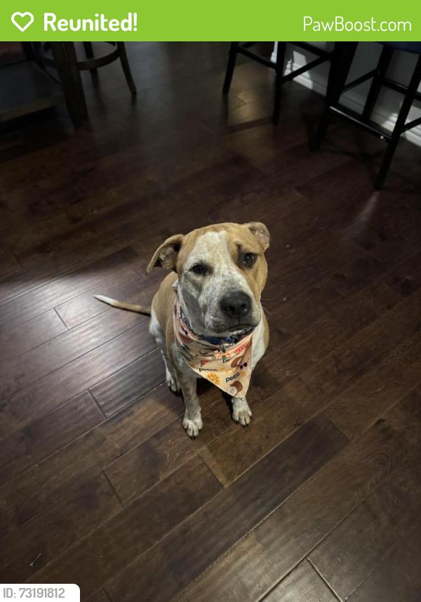 Reunited Male Dog last seen Erwin Farms, McKinney, TX 75071