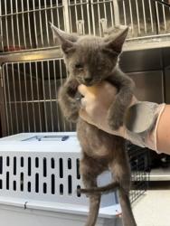 Shelter Stray Male Cat last seen Near Blauveld RD, Grand Island, NE, 1312 Sky Park Rd, Grand Island, NE 68801, USA
