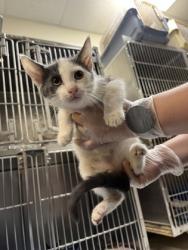 Shelter Stray Male Cat last seen Near Blauveld RD, Grand Island, NE, 1312 Sky Park Rd, Grand Island, NE 68801, USA