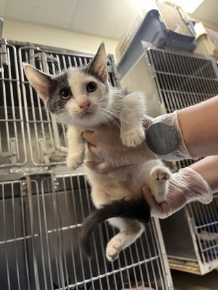 Shelter Stray Male Cat last seen Near Blauveld RD, Grand Island, NE, 1312 Sky Park Rd, Grand Island, NE 68801, USA