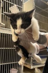 Shelter Stray Female Cat last seen Near Blauveld RD, Grand Island, NE, 1312 Sky Park Rd, Grand Island, NE 68801, USA