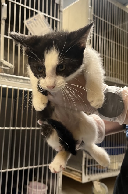 Shelter Stray Female Cat last seen Near Blauveld RD, Grand Island, NE, 1312 Sky Park Rd, Grand Island, NE 68801, USA