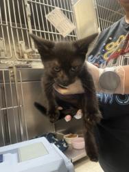 Shelter Stray Female Cat last seen Near Blauveld RD, Grand Island, NE, 1312 Sky Park Rd, Grand Island, NE 68801, USA