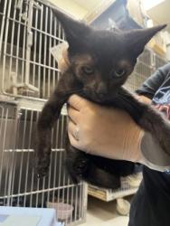 Shelter Stray Female Cat last seen Near Blauveld RD, Grand Island, NE, 1312 Sky Park Rd, Grand Island, NE 68801, USA