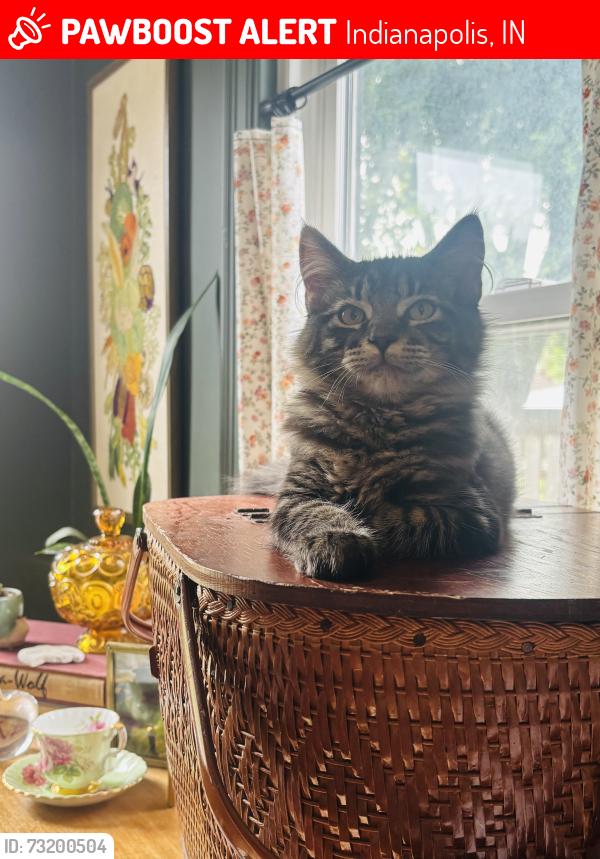 Lost Male Cat last seen 16th and North Emerson, Indianapolis, IN 46219