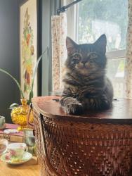 Lost Male Cat last seen 16th and North Emerson, Indianapolis, IN 46219