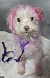 Shelter Stray Female Dog last seen CSUB, County, CA, 3000 Gibson St, Bakersfield, CA 93308, USA