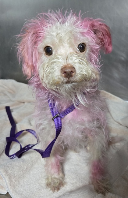 Shelter Stray Female Dog last seen CSUB, County, CA, 3000 Gibson St, Bakersfield, CA 93308, USA